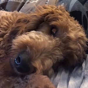 Meet your Posher, Betsy